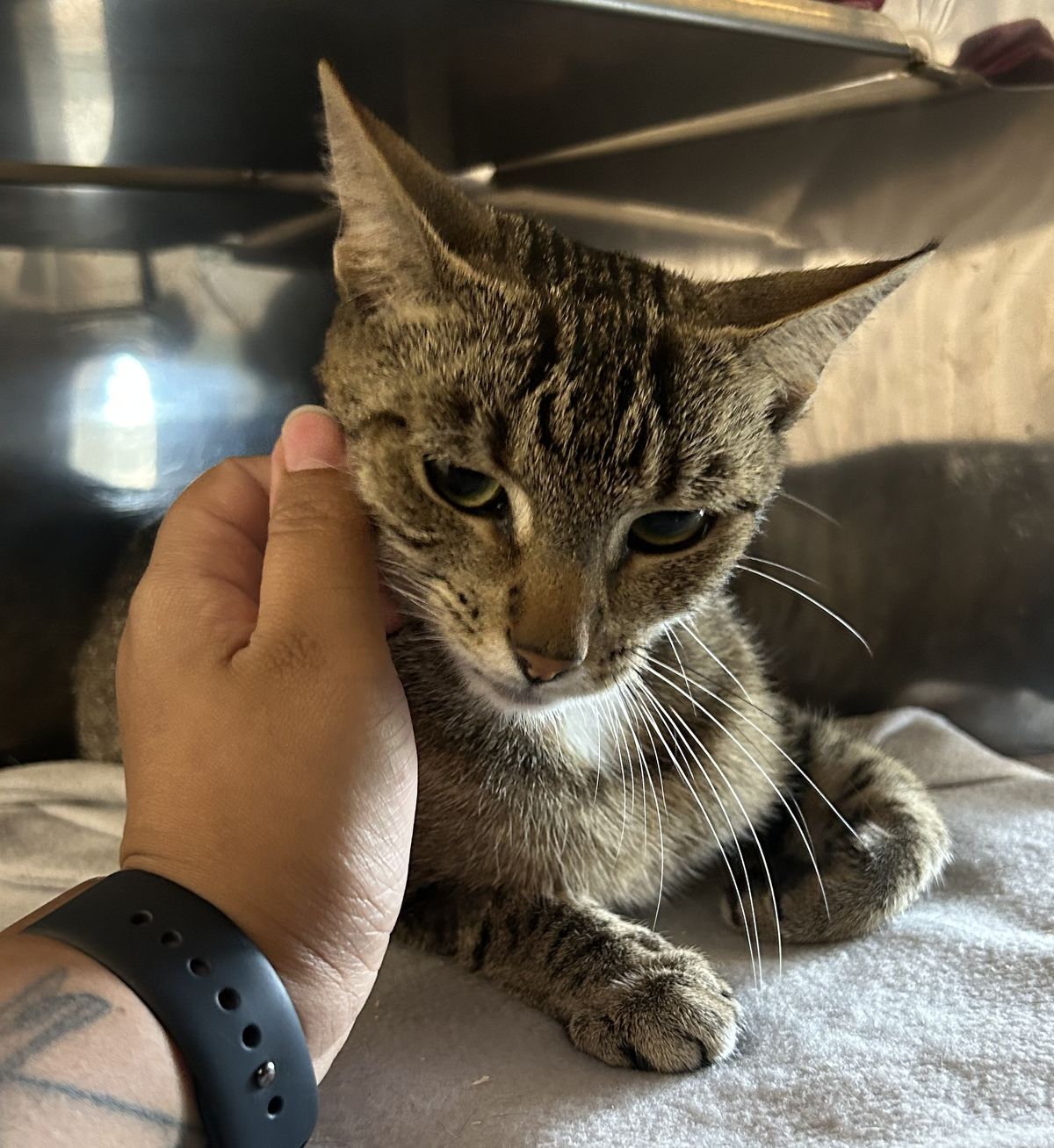 Gallery image: Apple