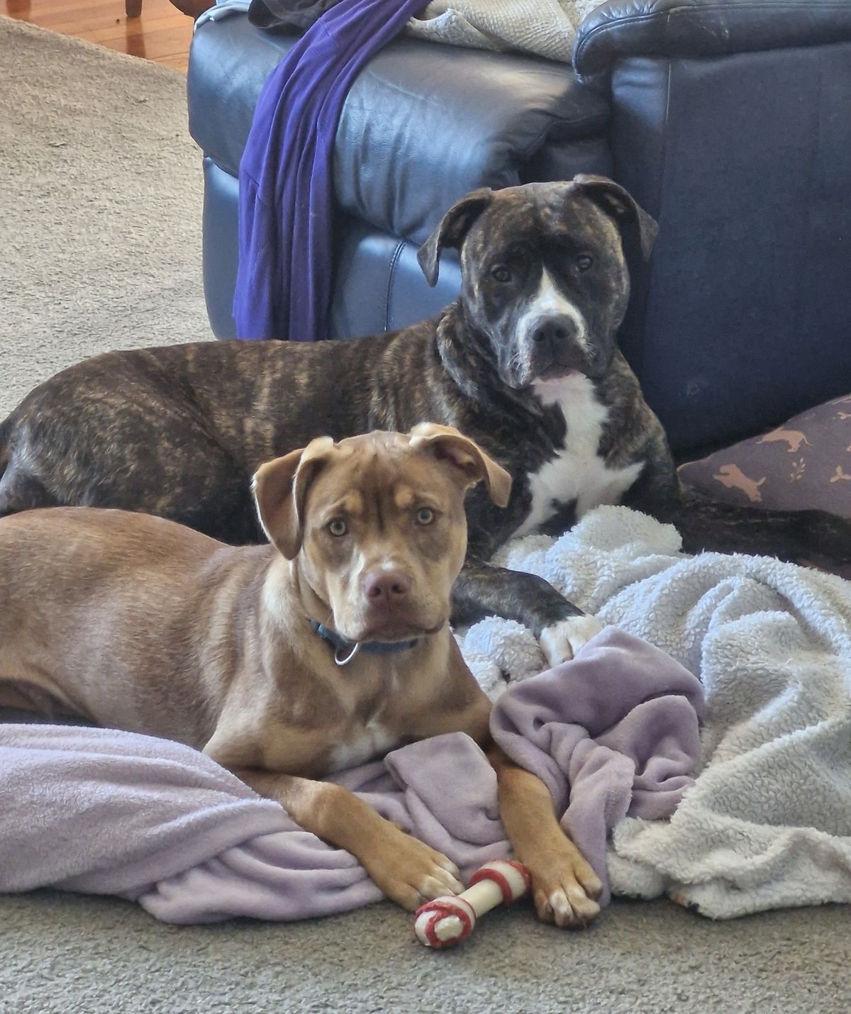 Gallery image: Frodo