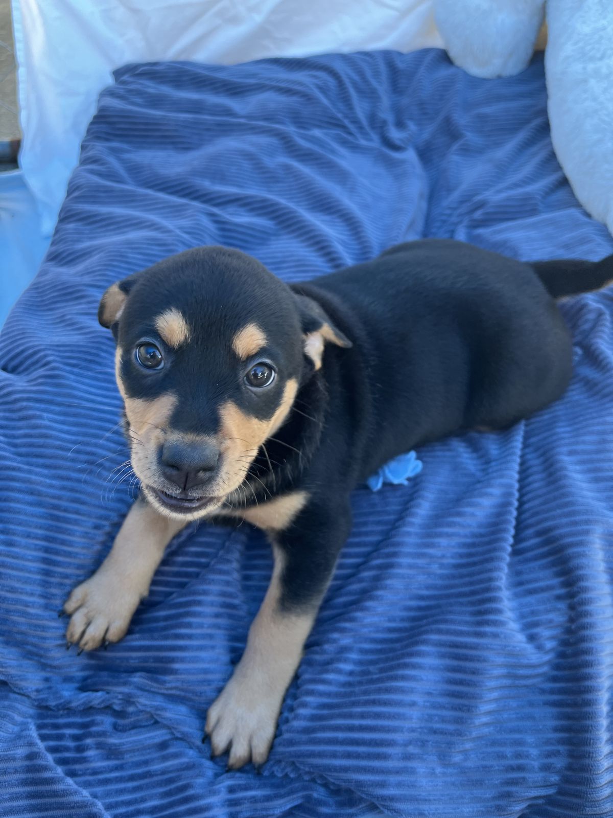 Gallery image:  aria 