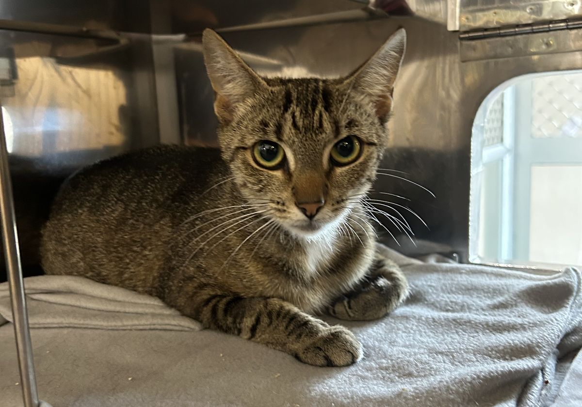 Gallery image: Apple