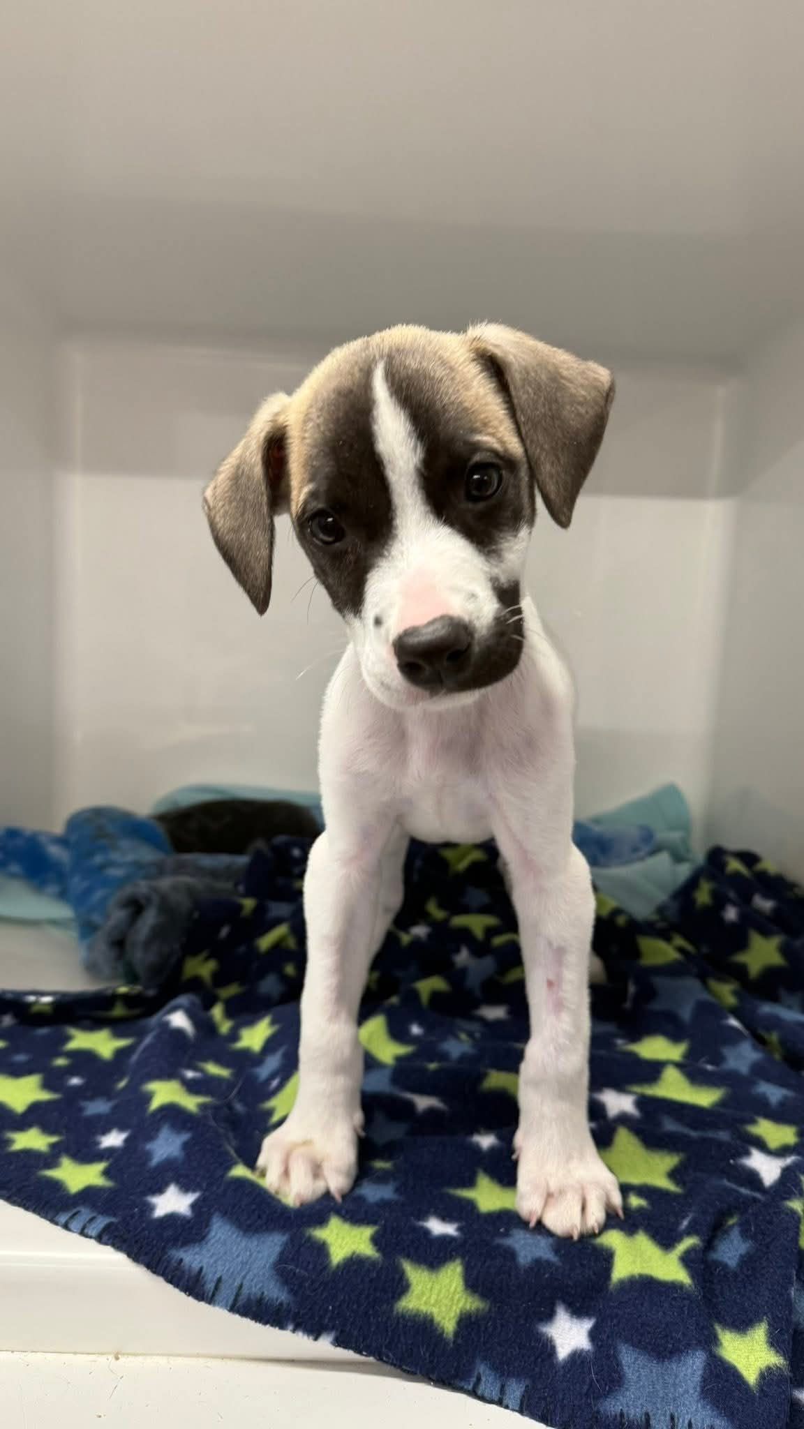 Gallery image: Chester