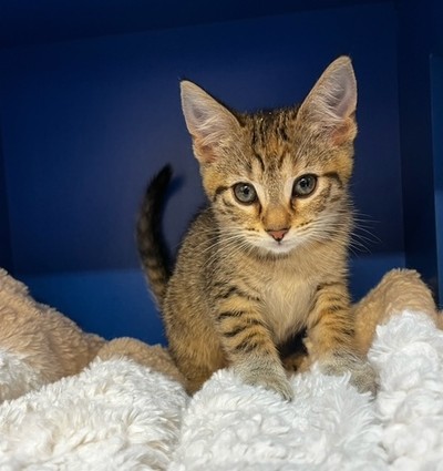 Pixie  - Domestic Short Hair