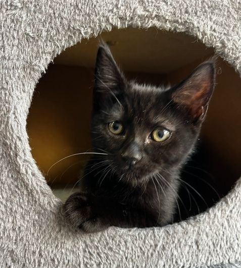 Gallery image: Saphire