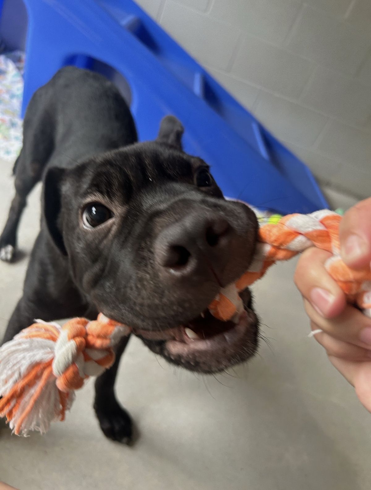 Gallery image: Cosmo