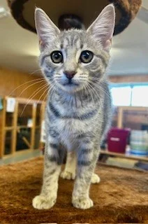 Gallery image: Lagertha