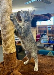 Gallery image: Lagertha