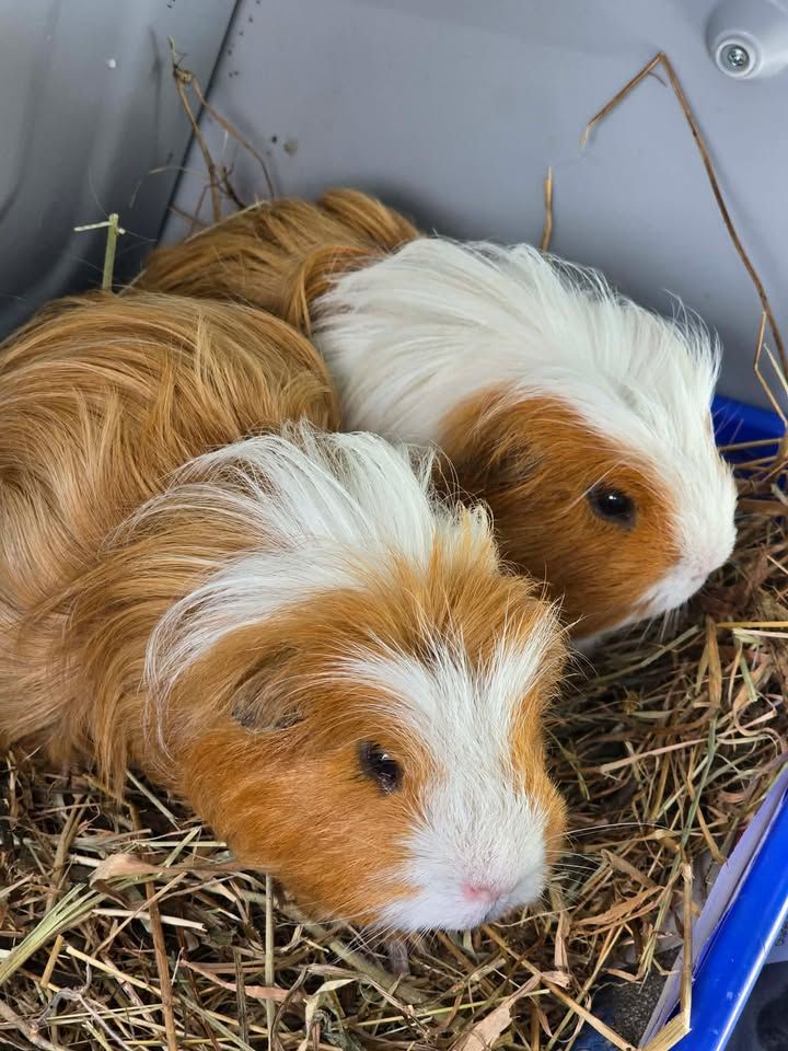 Gallery image: McQueen