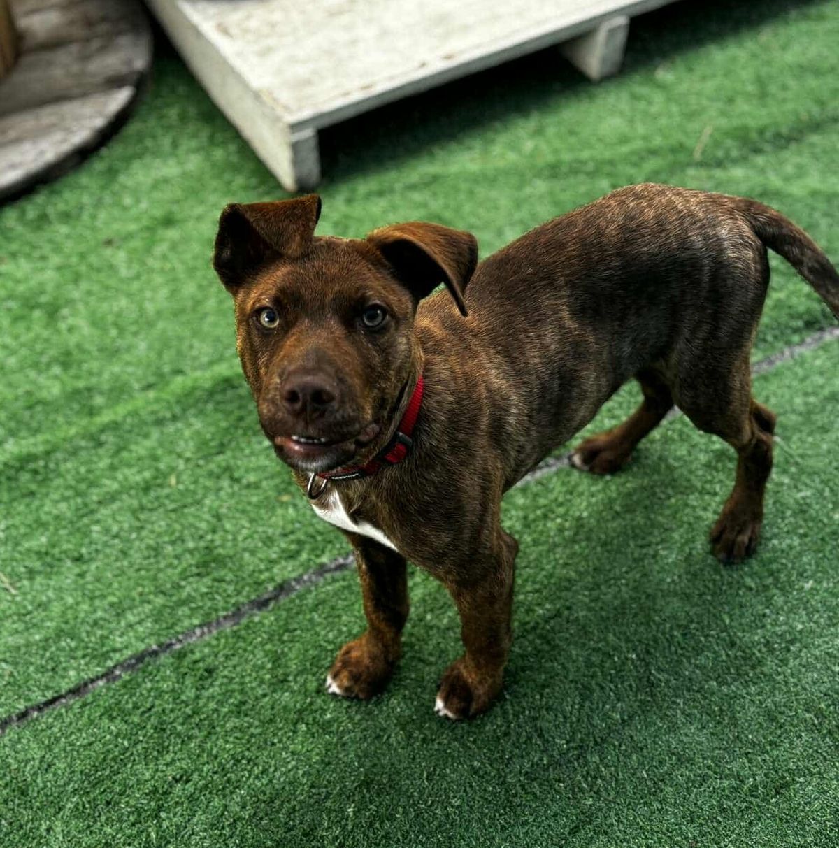 Gallery image: Ringo 