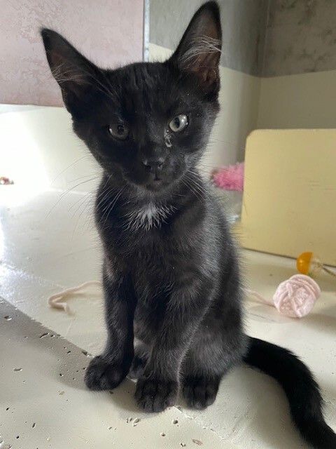 Gallery image: Liquorice