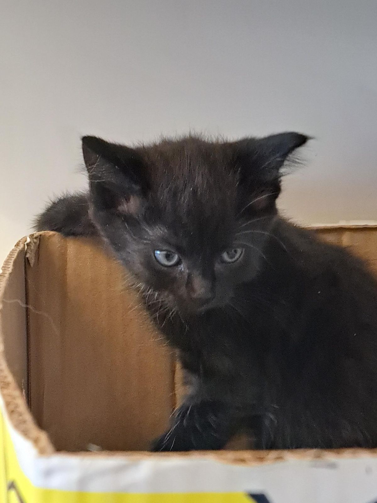 Gallery image: Liquorice