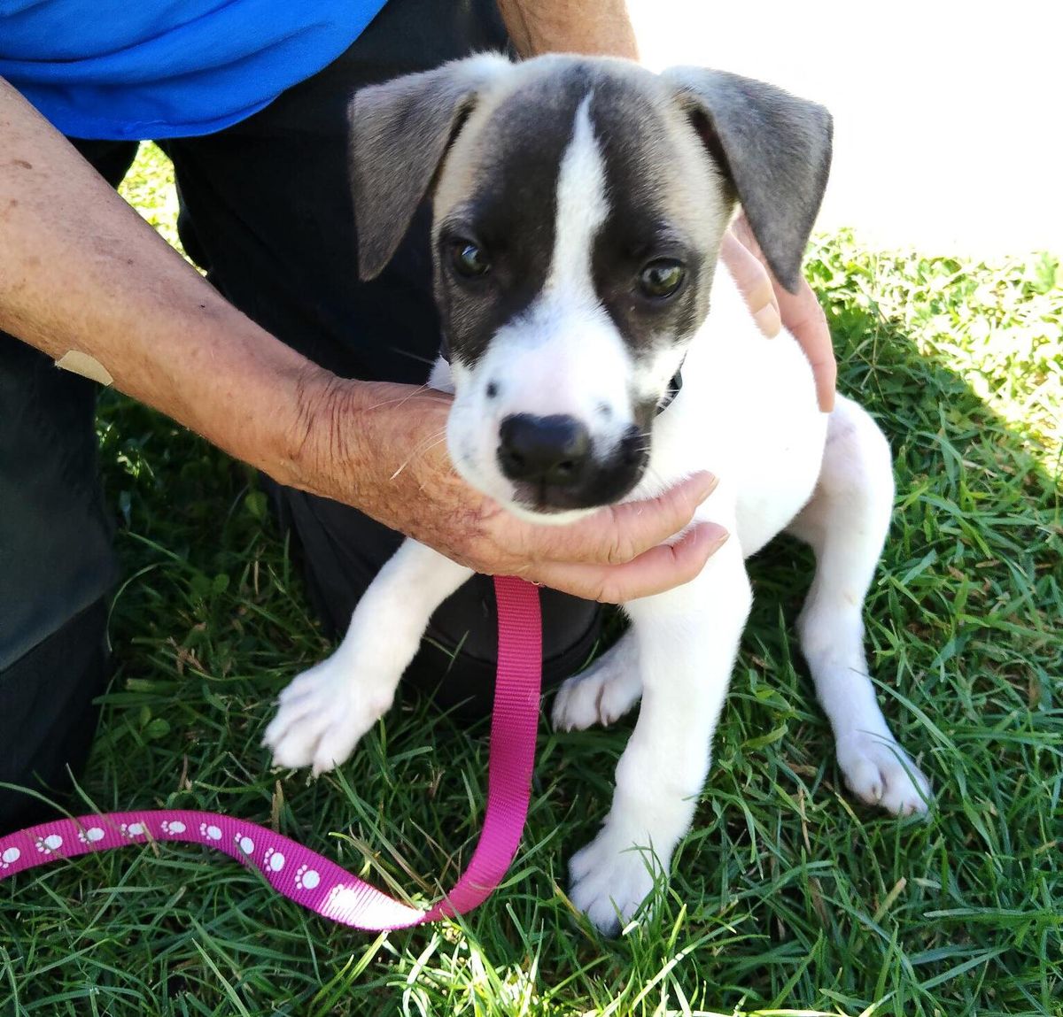 Gallery image: Chester