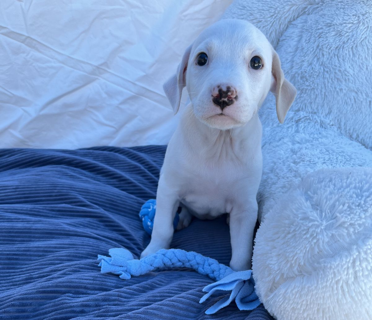 Gallery image: Aurora