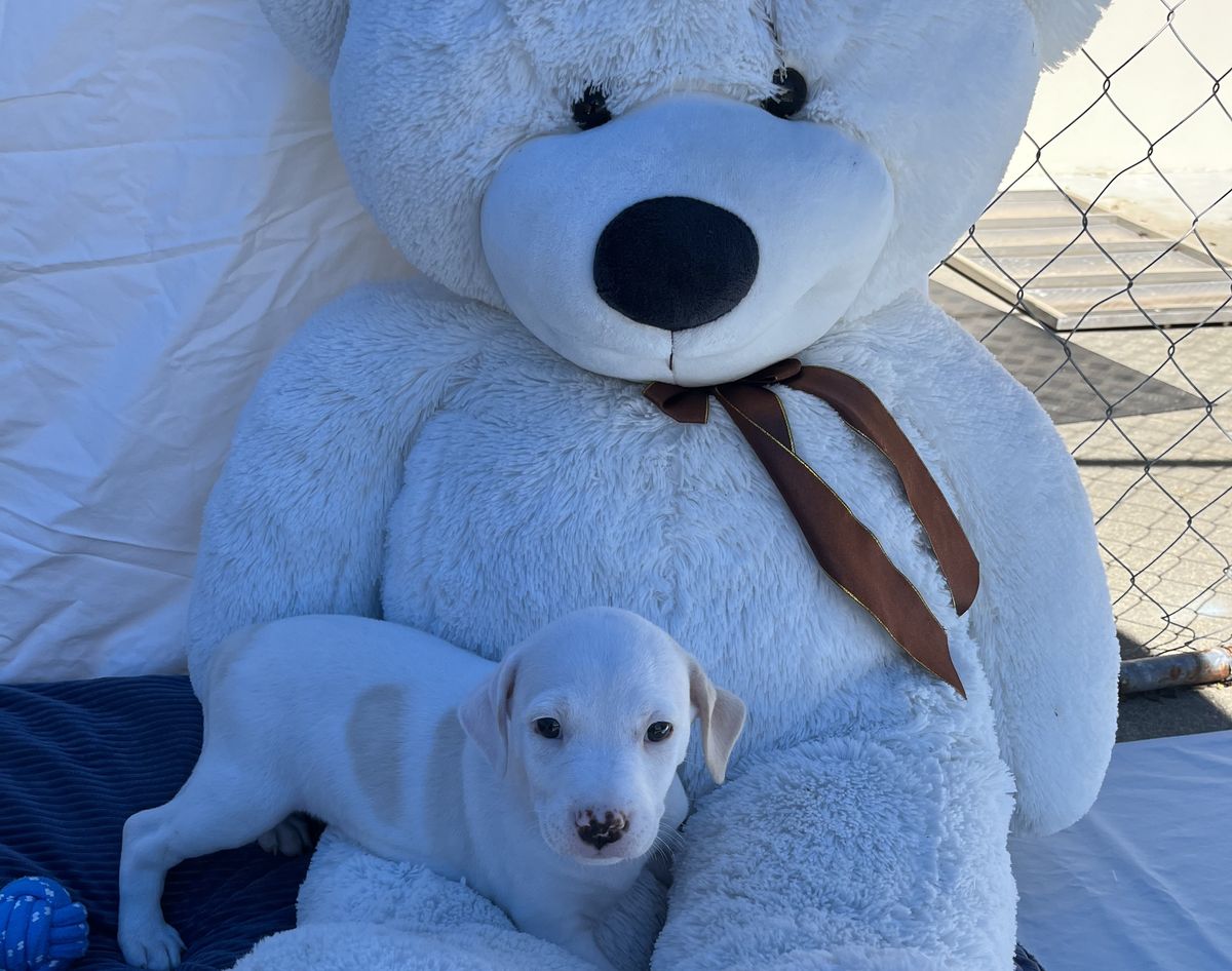 Gallery image: Aurora