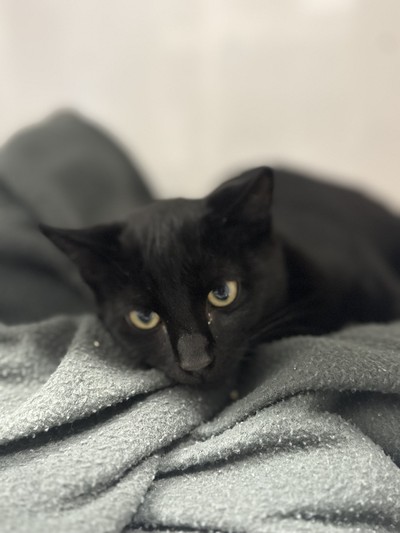 Toast - Domestic Short Hair