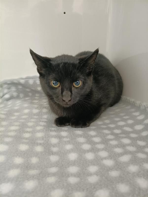 Gallery image: Toast