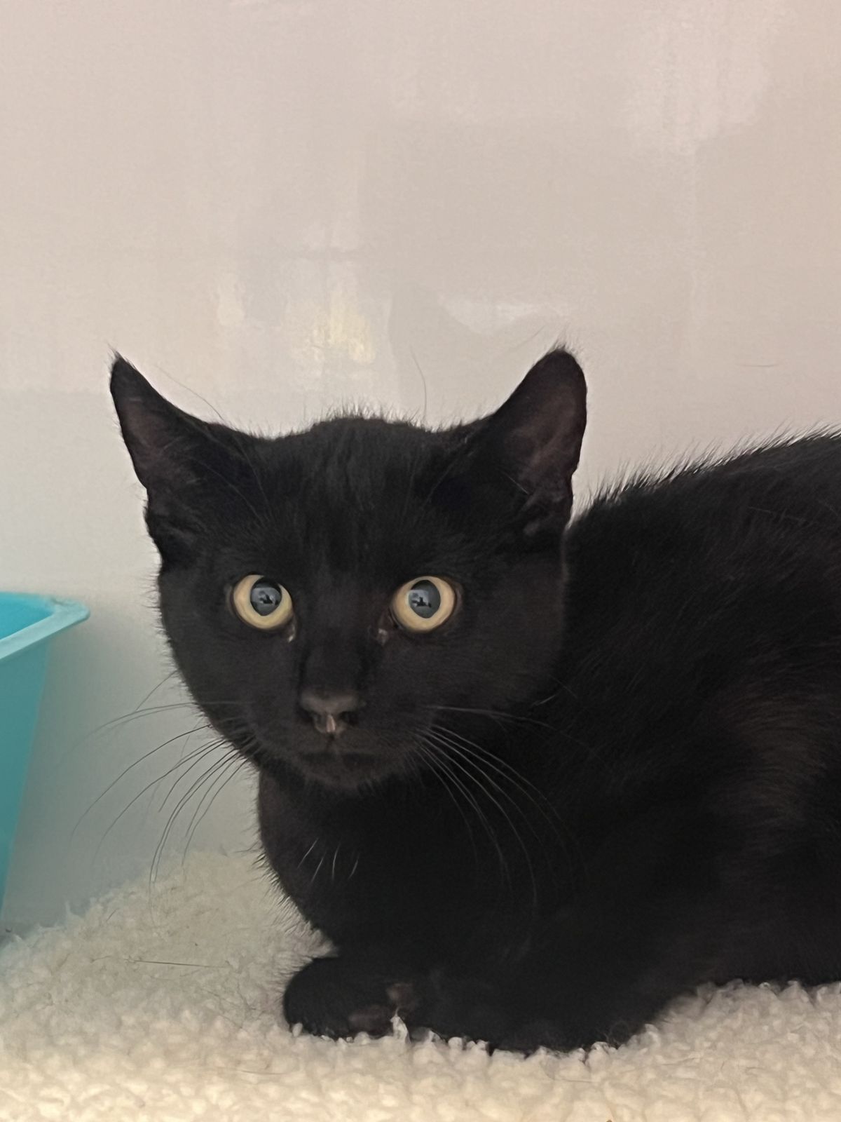 Gallery image: Toast