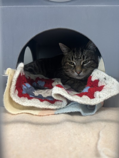 Meowgi - Domestic Short Hair