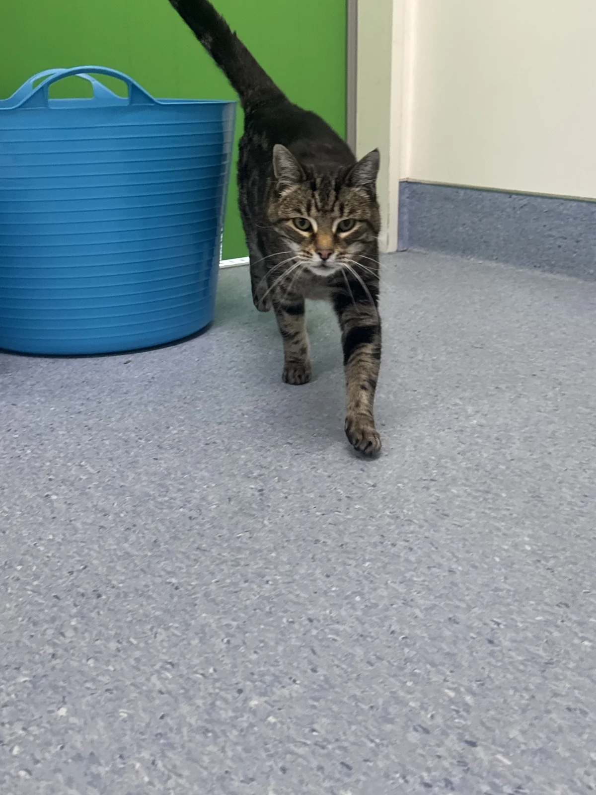 Gallery image: Meowgi