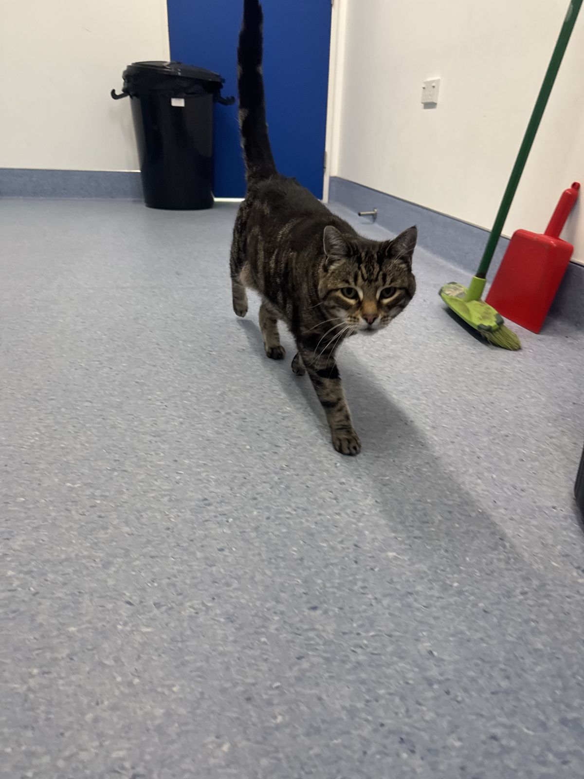 Gallery image: Meowgi