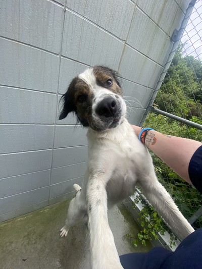 Mae - Golden Retriever