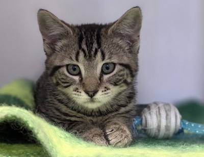 Cora - Domestic Short Hair