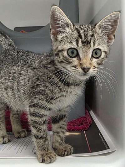 Molly - Domestic Short Hair