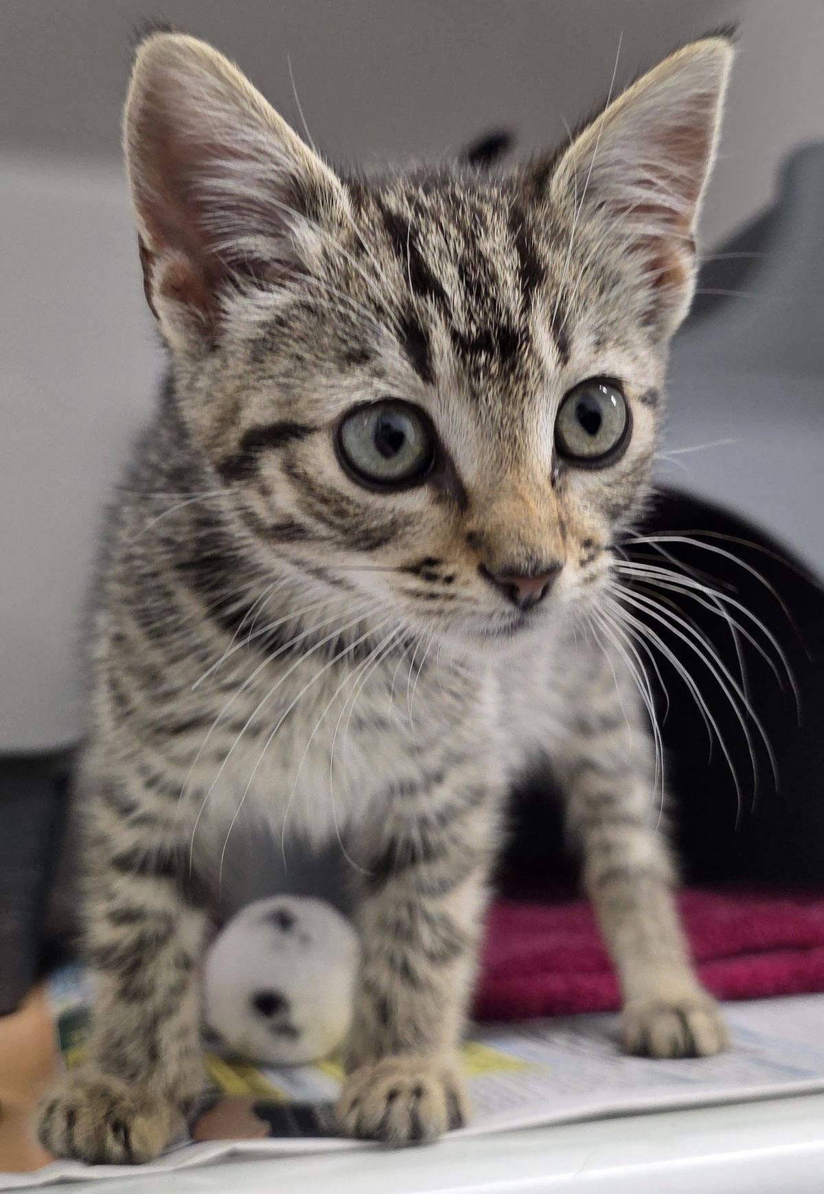 Gallery image: Molly