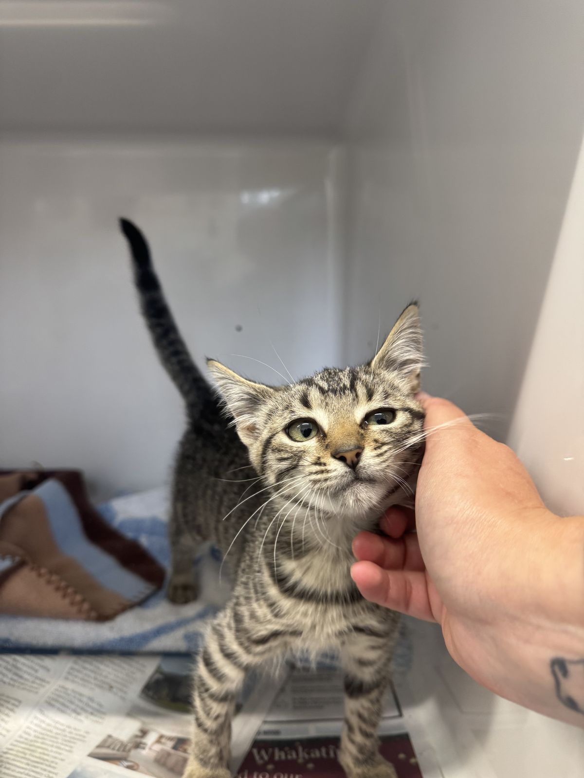 Gallery image: Molly