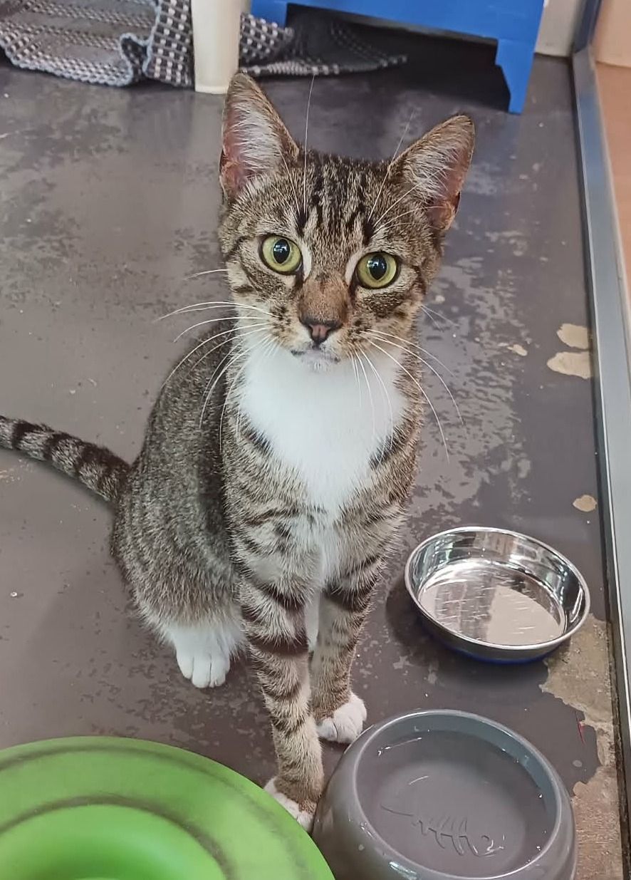 Gallery image: Mouse