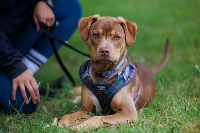 Frodo - American Staffy