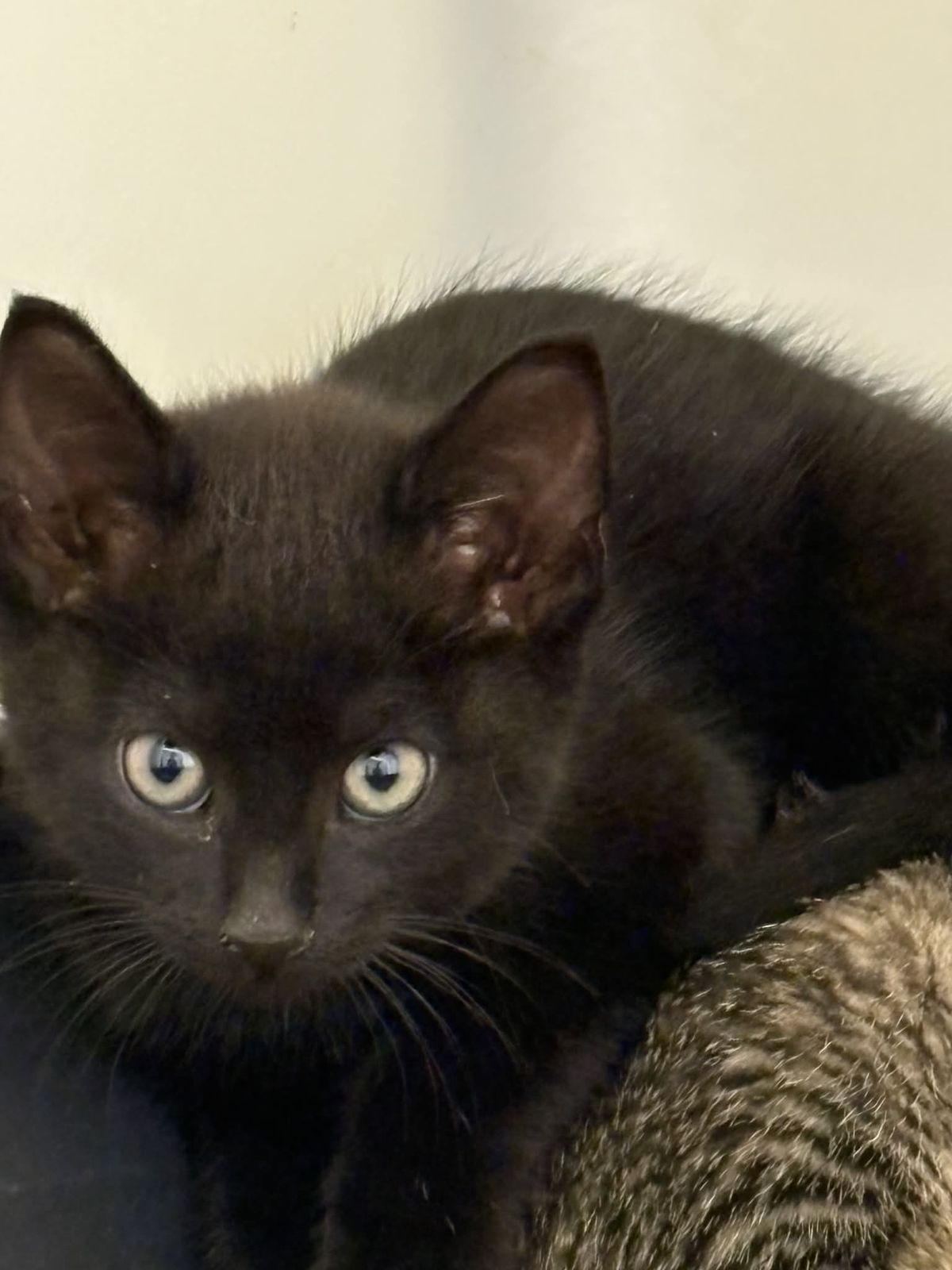 Gallery image: Alvin