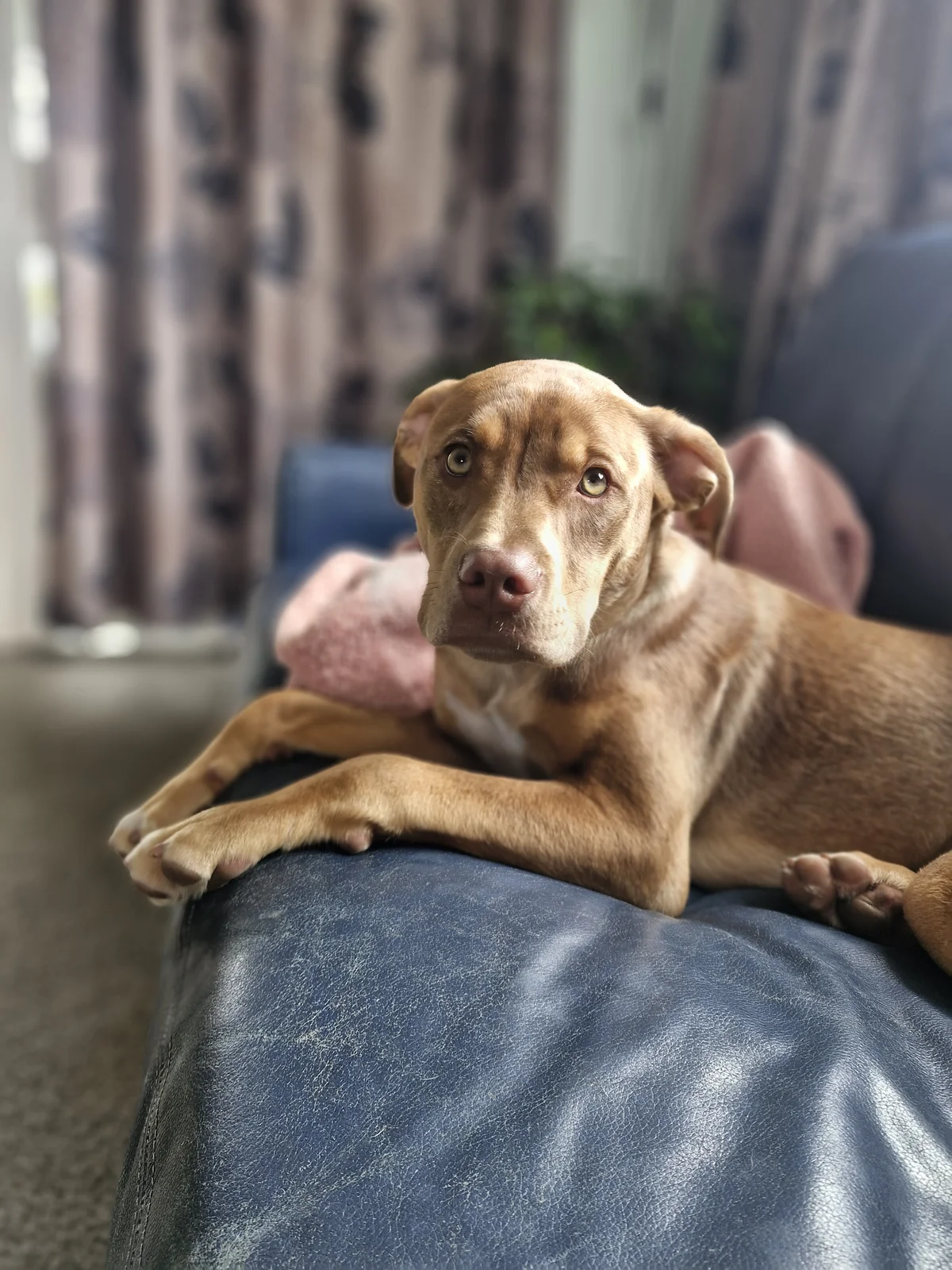 Gallery image: Frodo