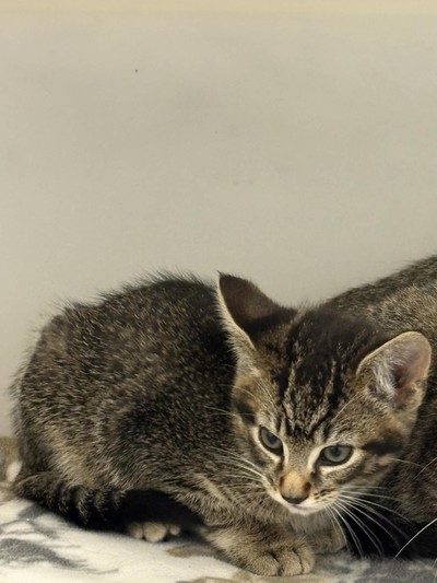 Simon - Domestic Short Hair