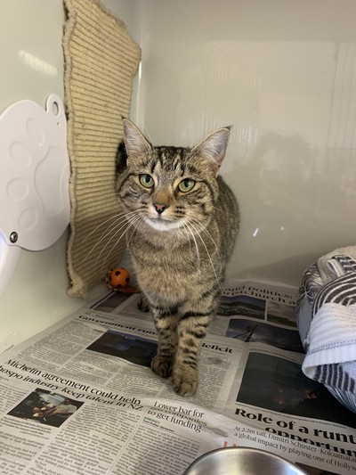 Tiger - Domestic Short Hair