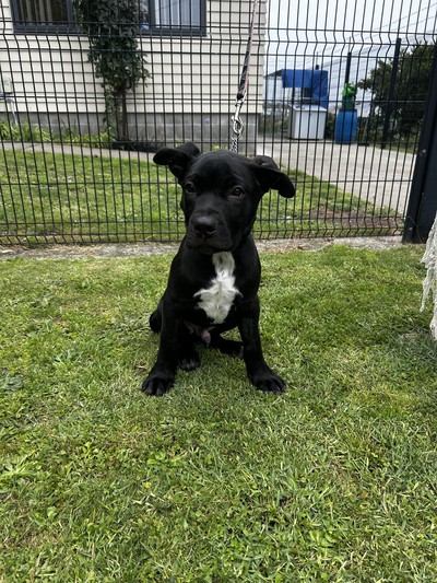 Roofus - Large Cross Breed