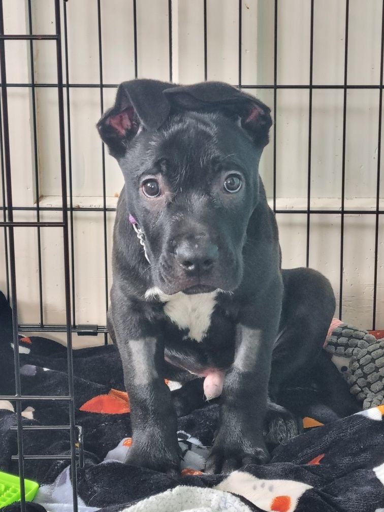 Gallery image: Roofus