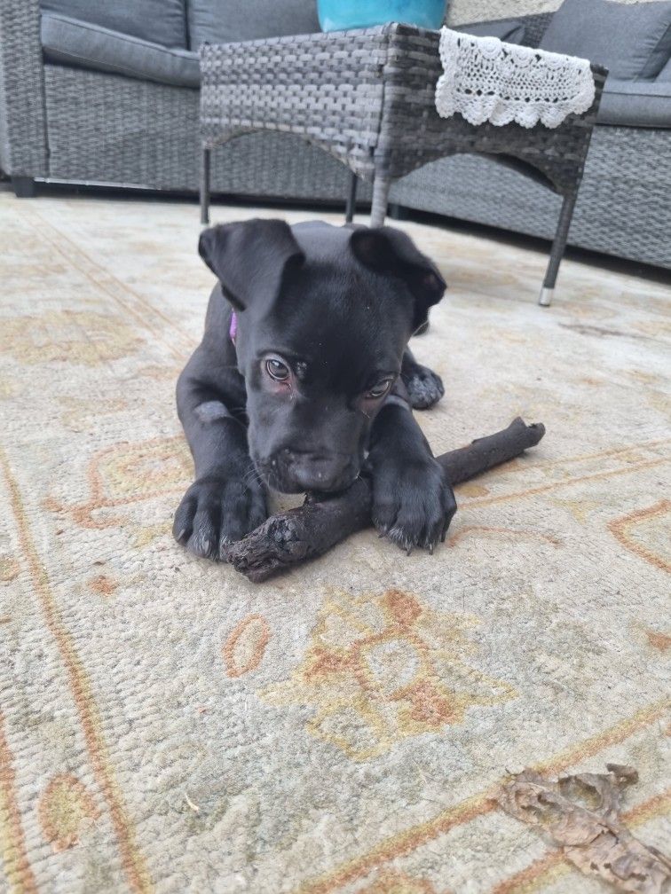 Gallery image: Roofus