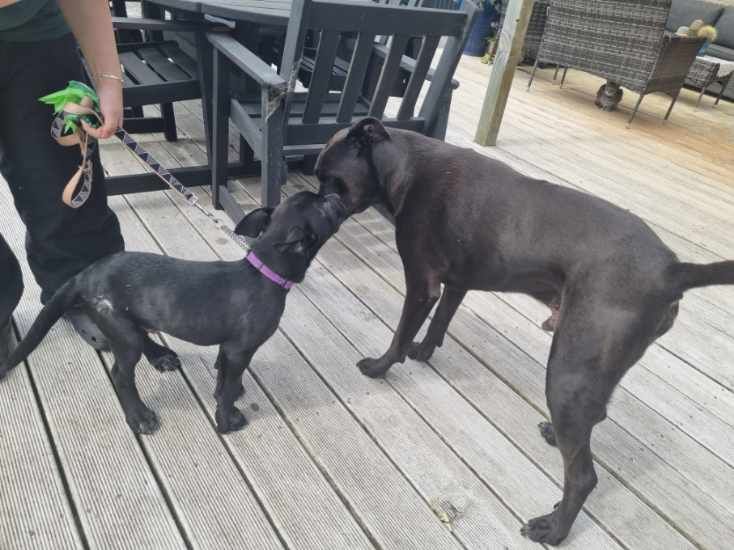 Gallery image: Roofus