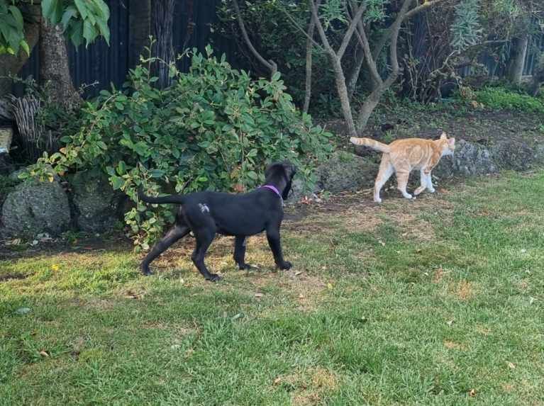 Gallery image: Roofus