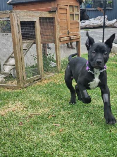 Gallery image: Roofus