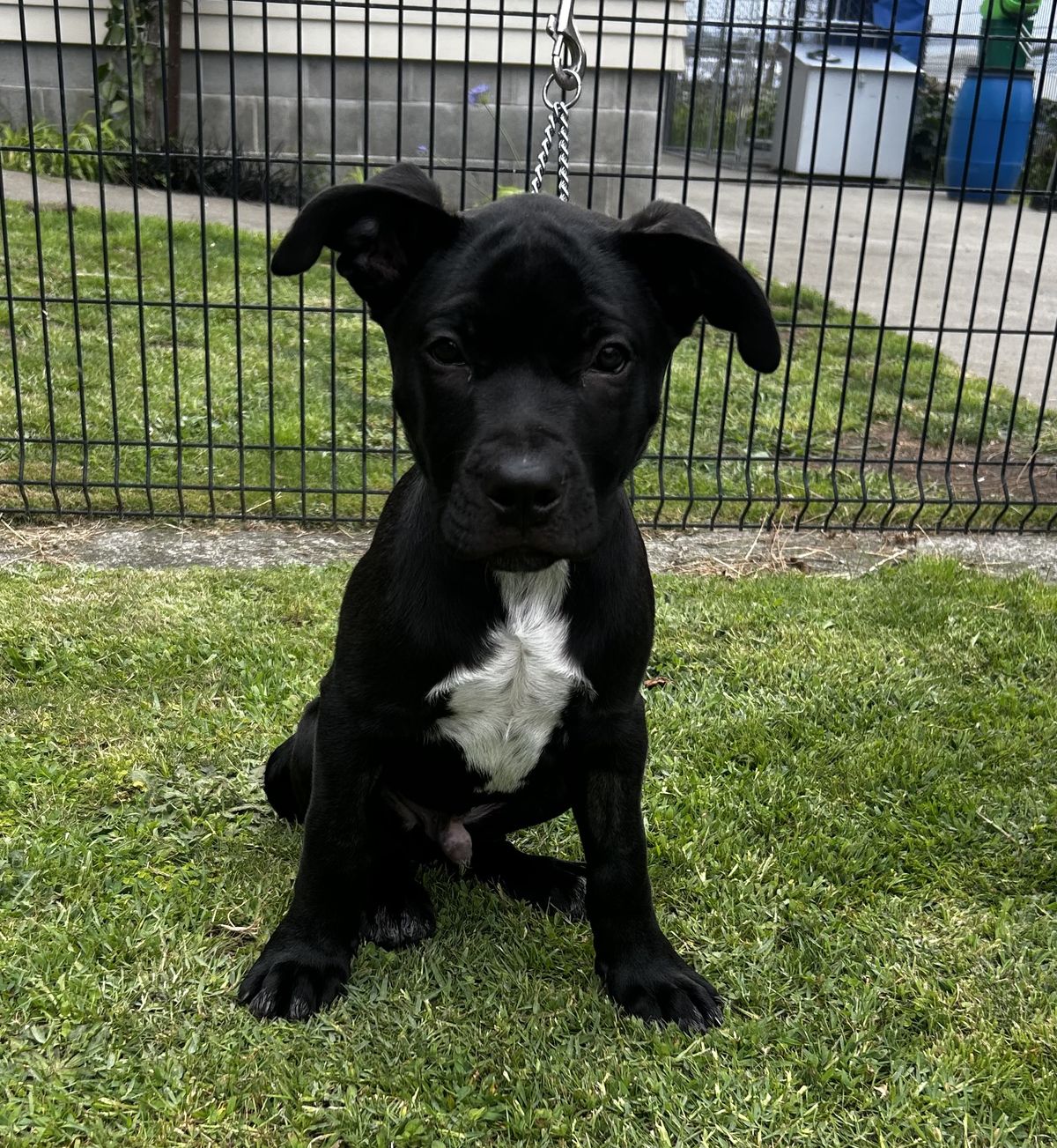 Gallery image: Roofus