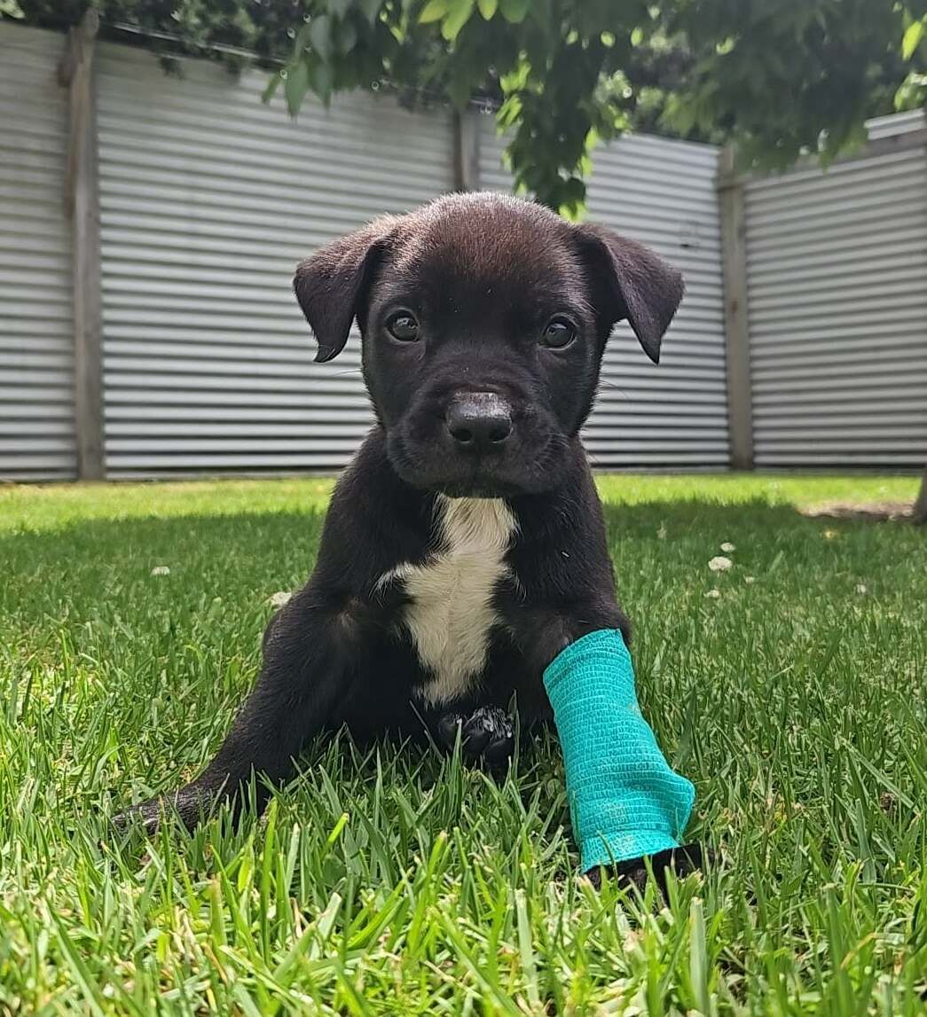 Gallery image: Roofus