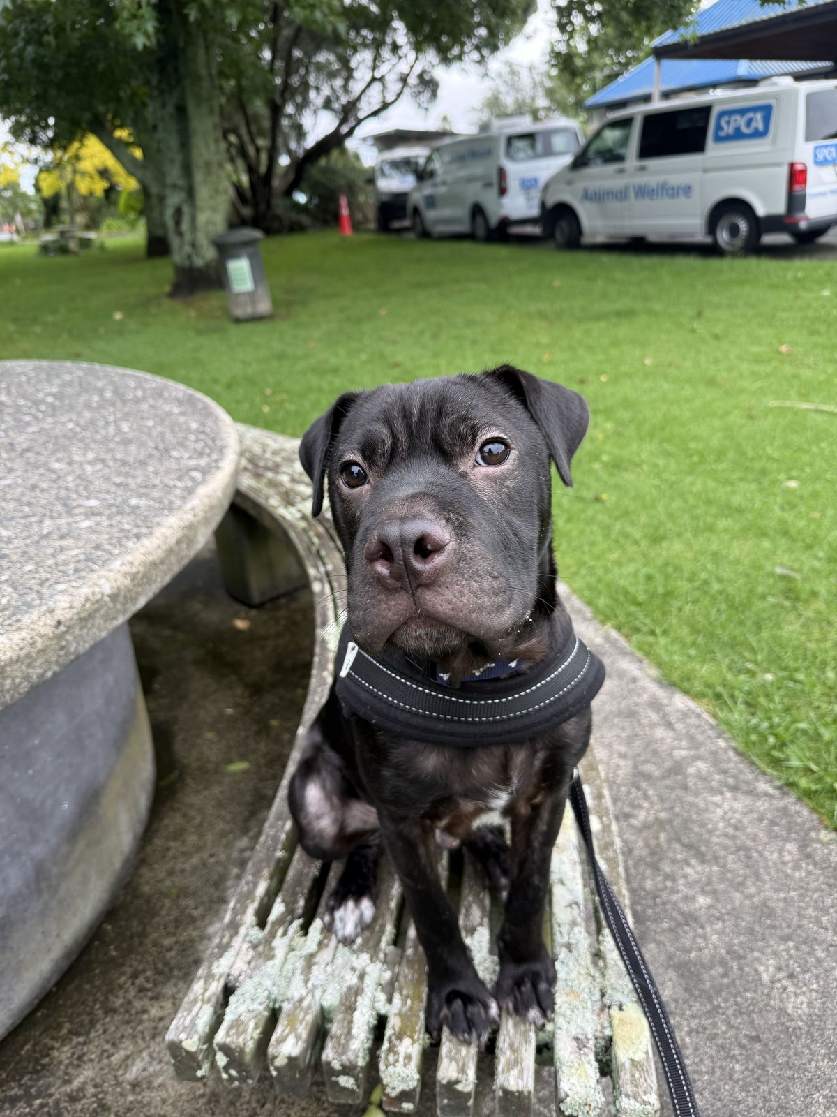 Gallery image: Cosmo