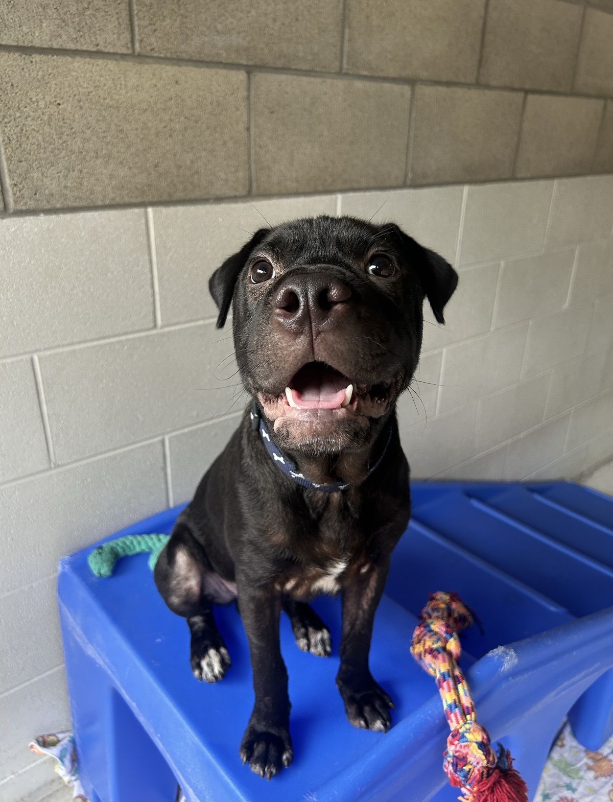 Gallery image: Cosmo