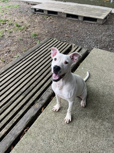 Cookie - Medium Cross Breed