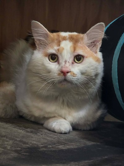 Buddy - Domestic Short Hair