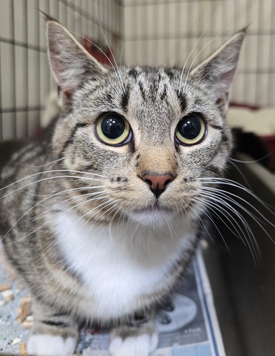 Serena - Domestic Short Hair