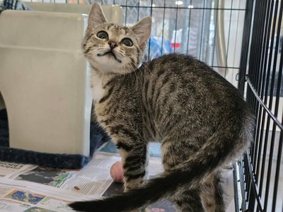 Comet - Domestic Short Hair