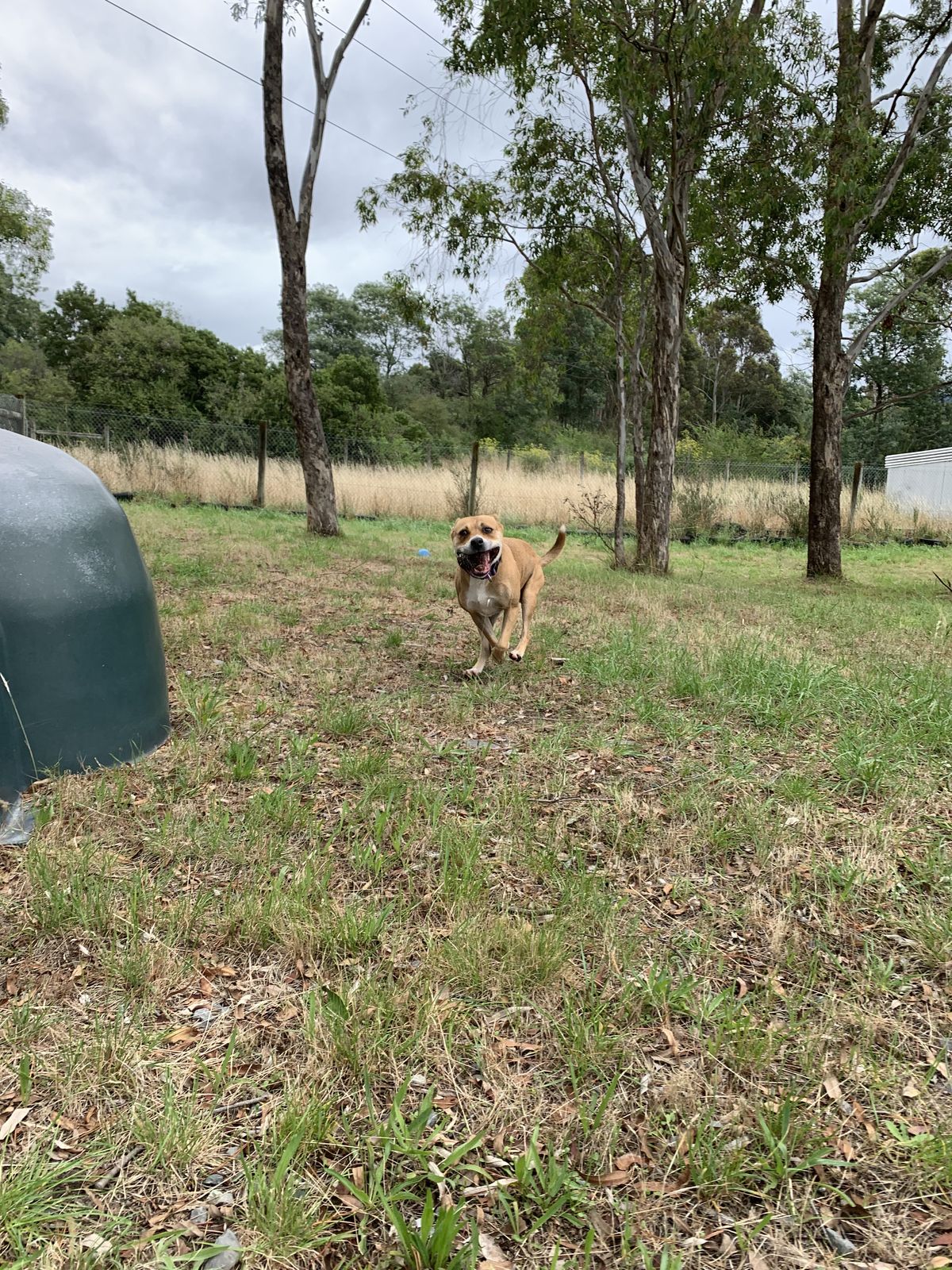 Gallery image: Lacey