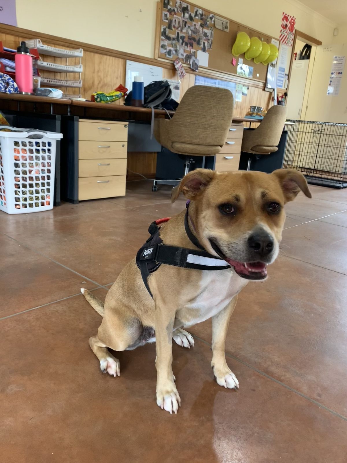 Gallery image: Lacey